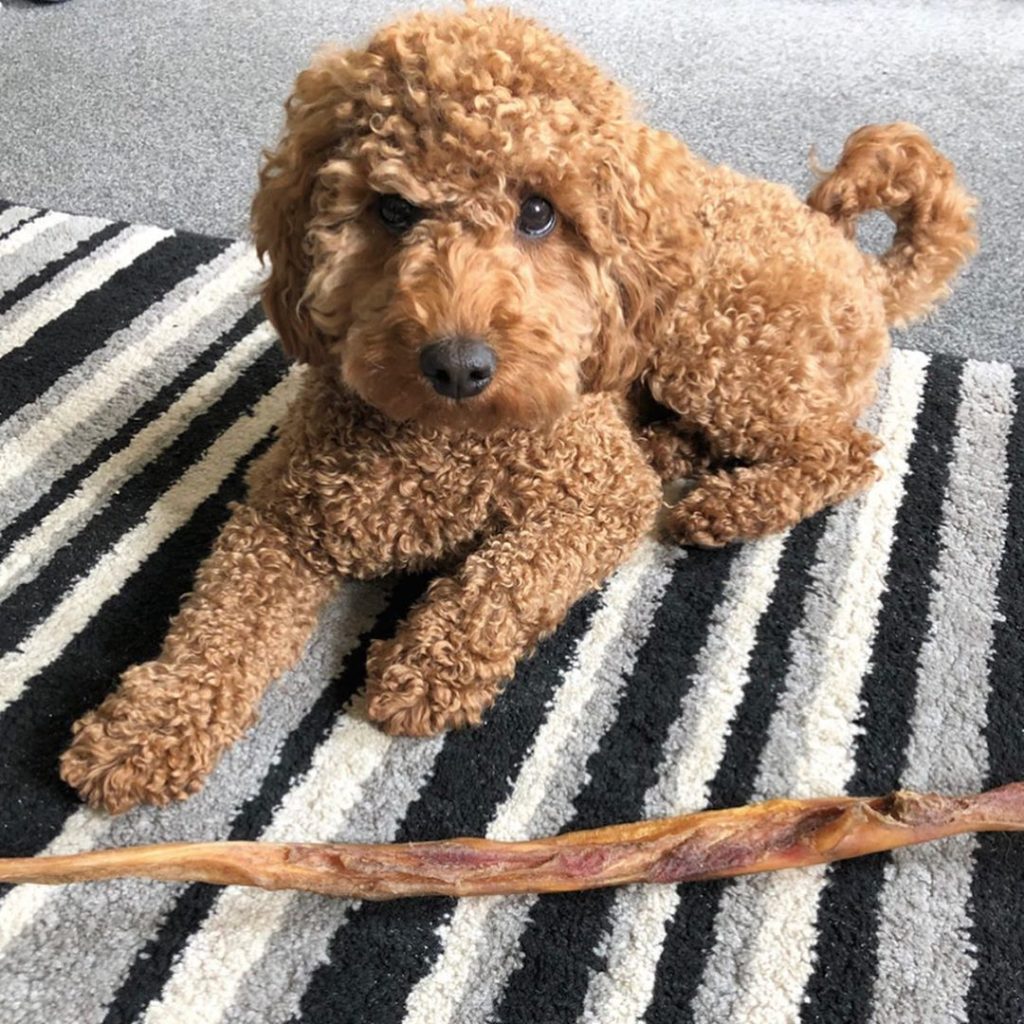 Spoodle Dog Breed Everything you need to know!