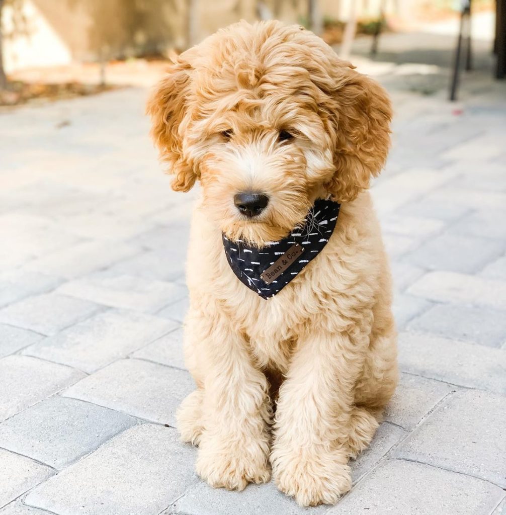 goldendoodle hypoallergenic