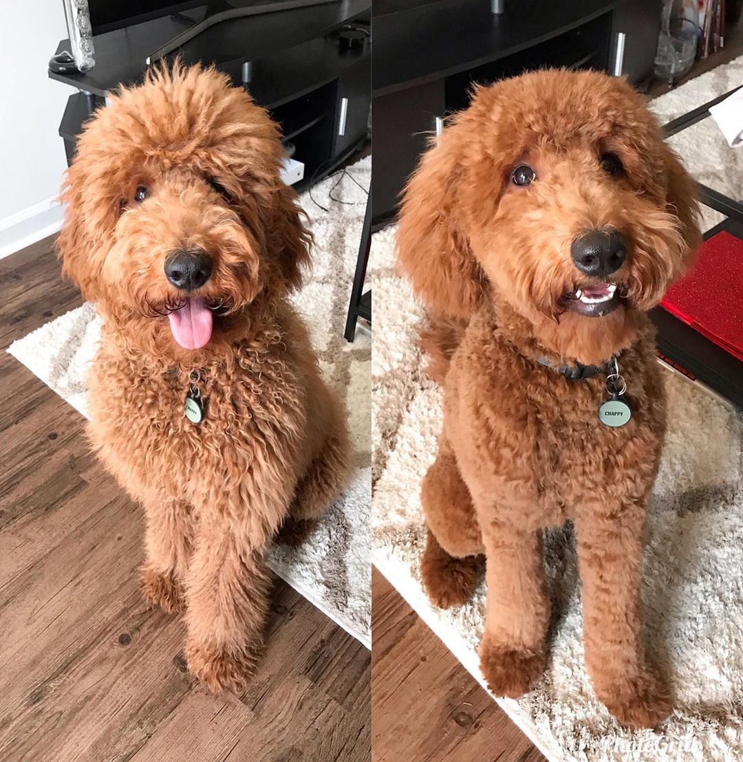 should you shave a goldendoodle