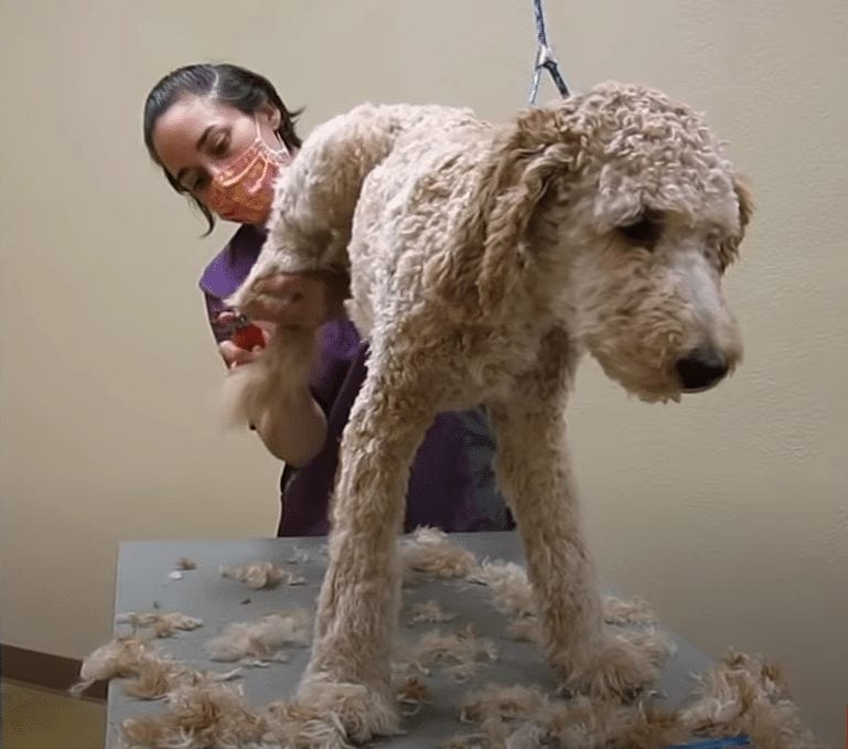 goldendoodle nail trim grooming