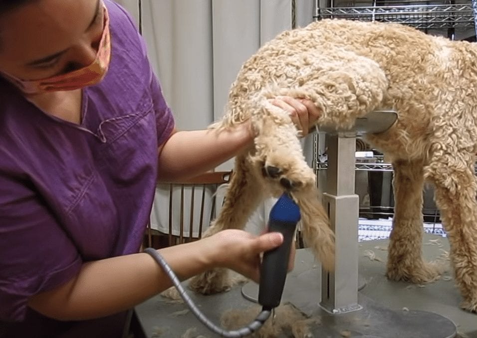 goldendoodle paw grooming