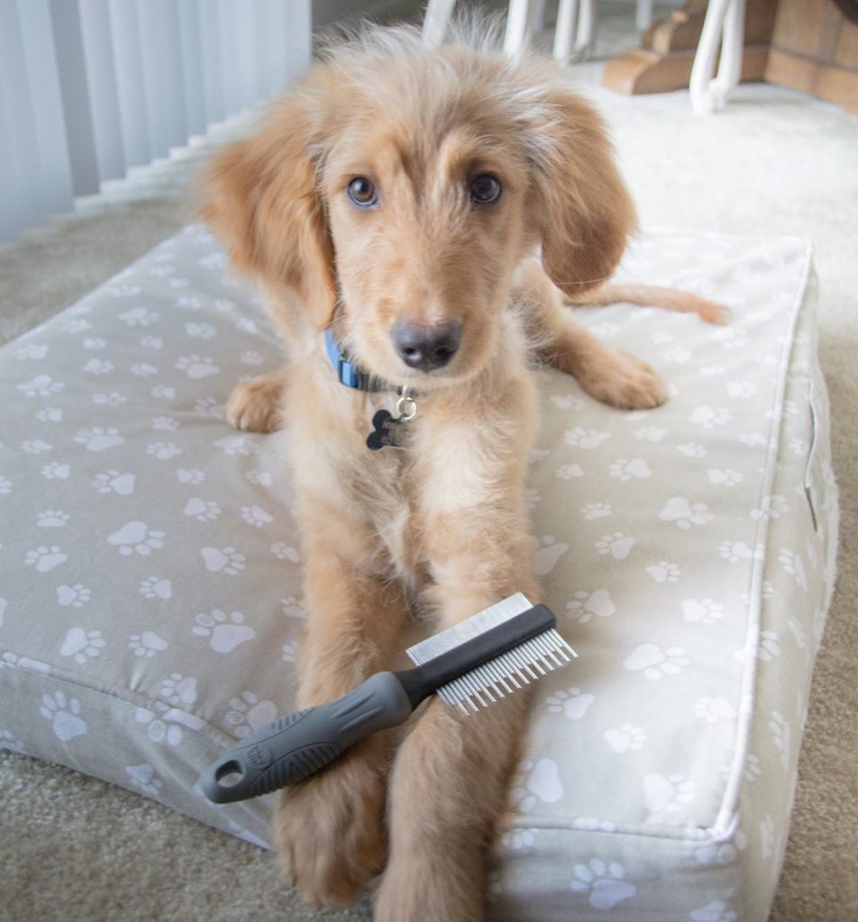 will my goldendoodle puppy stop shedding