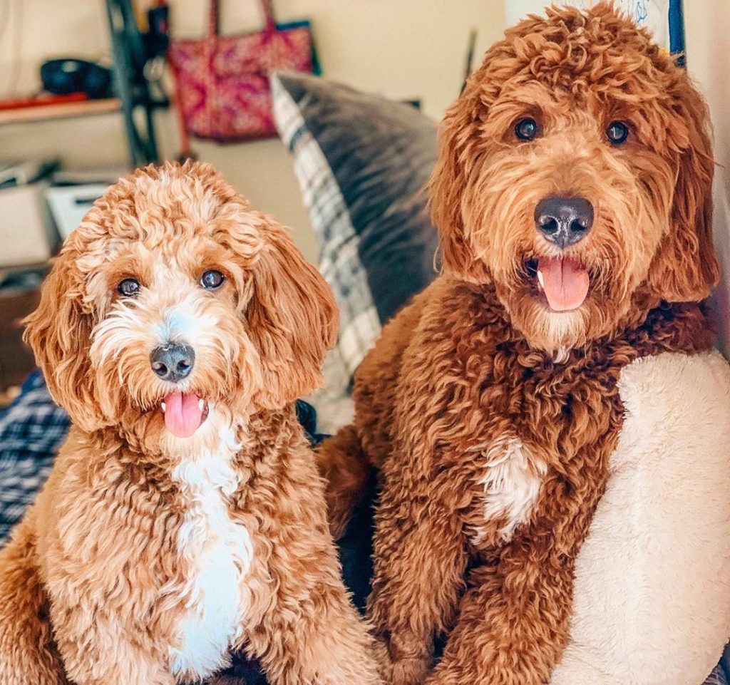 Which Goldendoodle Size Mini Medium Standard 