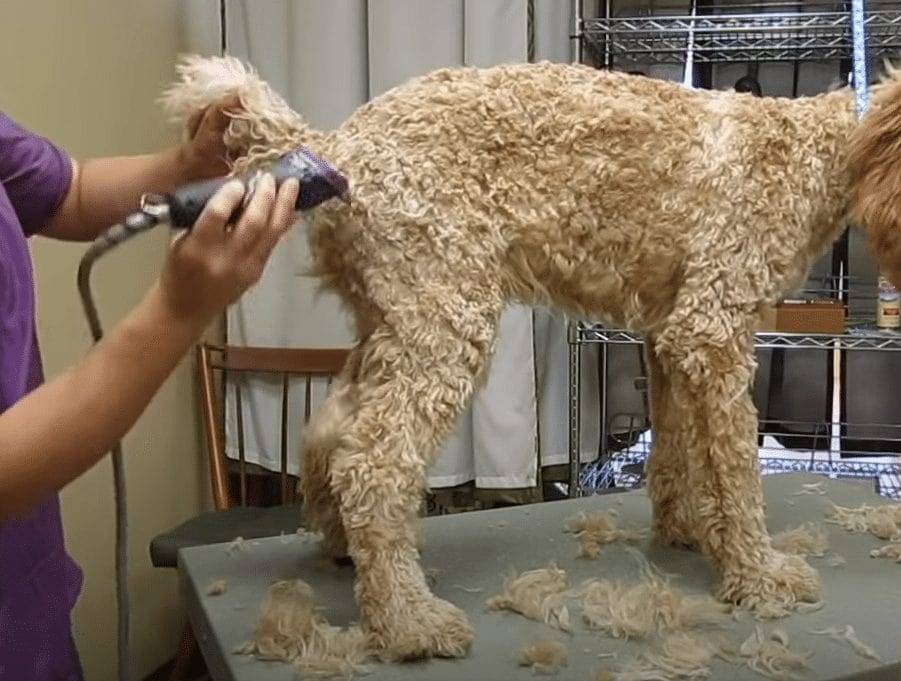 goldendoodle tail grooming