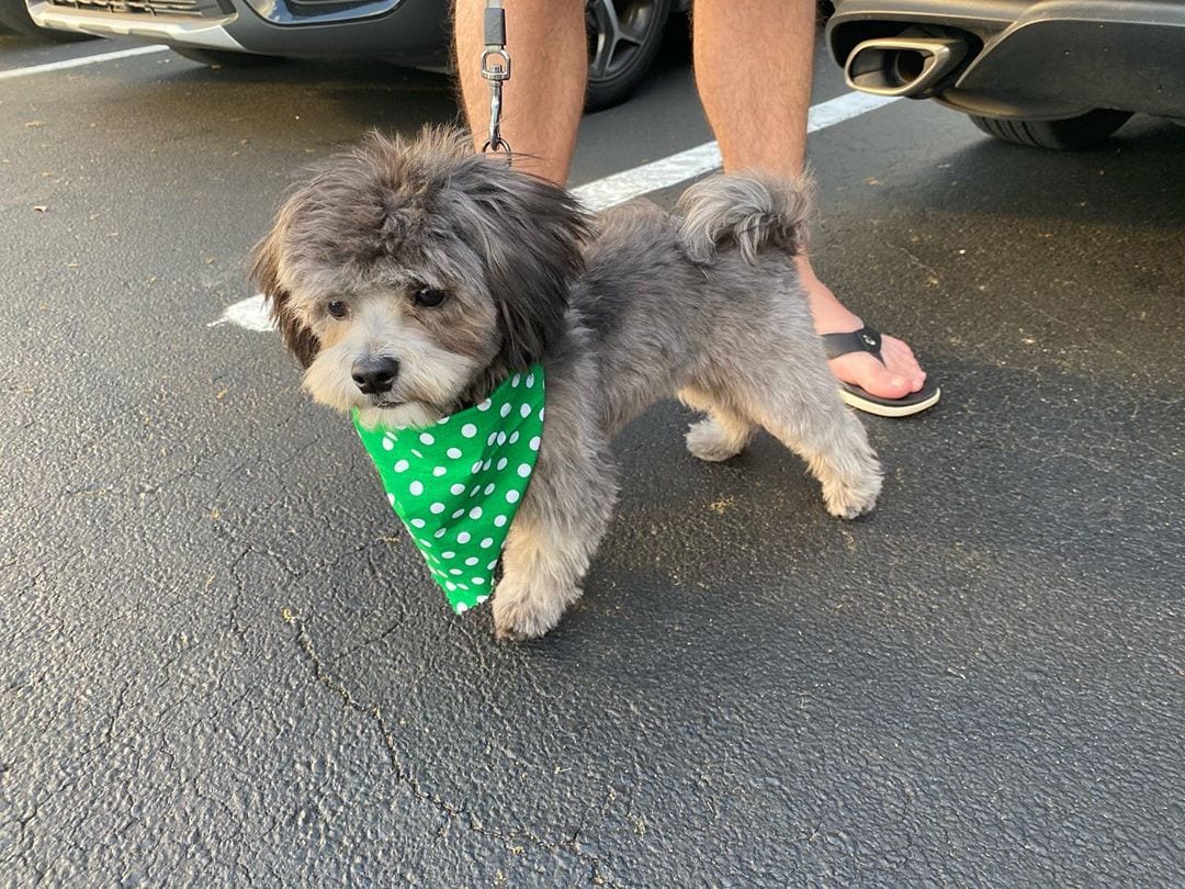 grey maltipoo picture