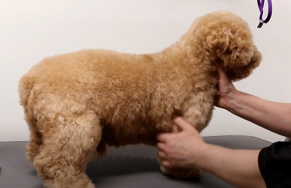 Cockapoo Grooming Guide Step By Step We Love Doodles