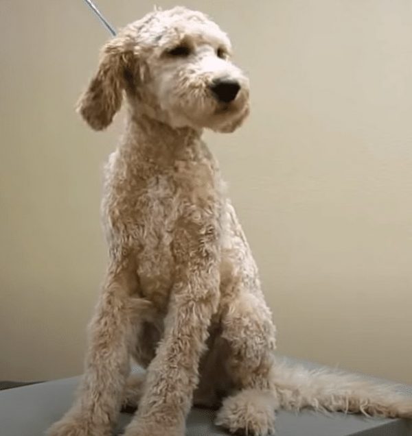 Labradoodle Grooming Guide (2024) Lots of pictures! We Love Doodles