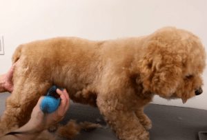 Cockapoo Grooming Guide 2024 Step By Step We Love Doodles