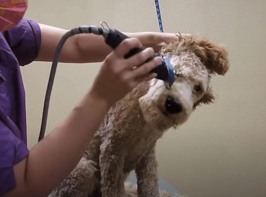 grooming goldendoodle face