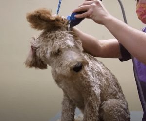 grooming labradoodle ears