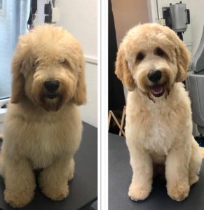 labradoodle before and after grooming picture