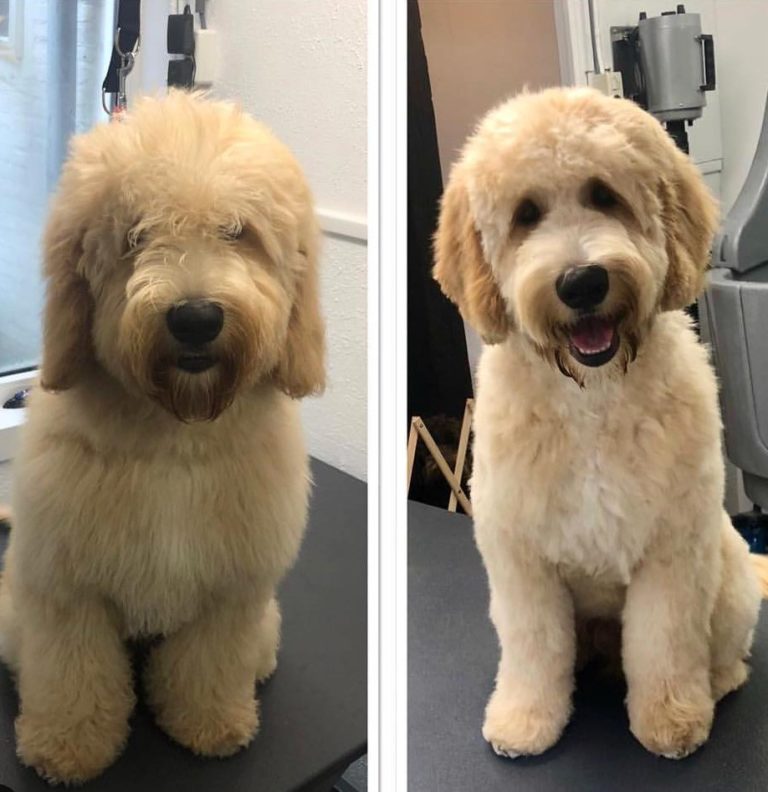 Labradoodle Grooming Guide (2024) - Lots of pictures! - We Love Doodles