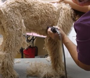 labradoodle grooming belly