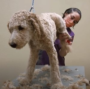 labradoodle nail trimming