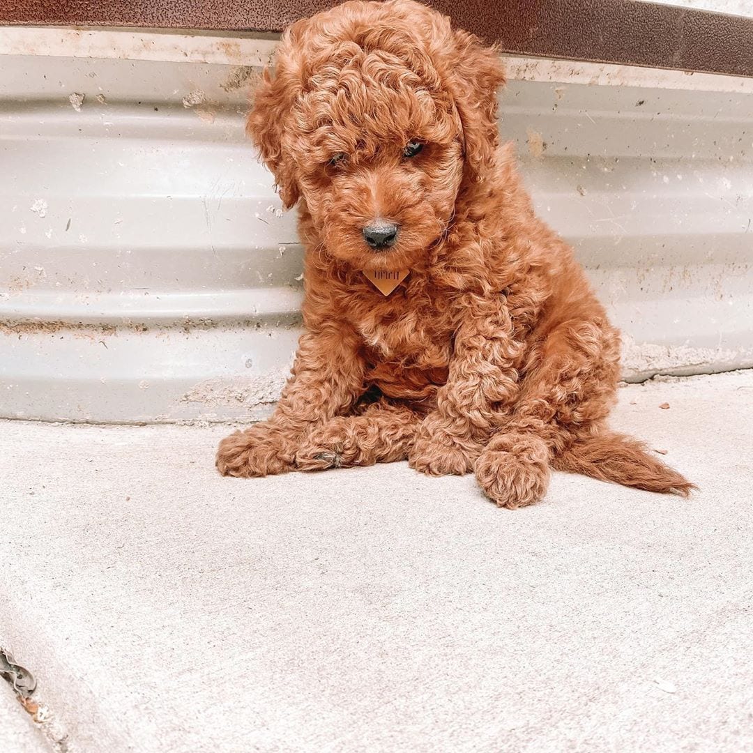 Labradoodle-Welpen haaren