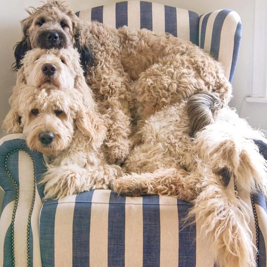 great white labradoodle