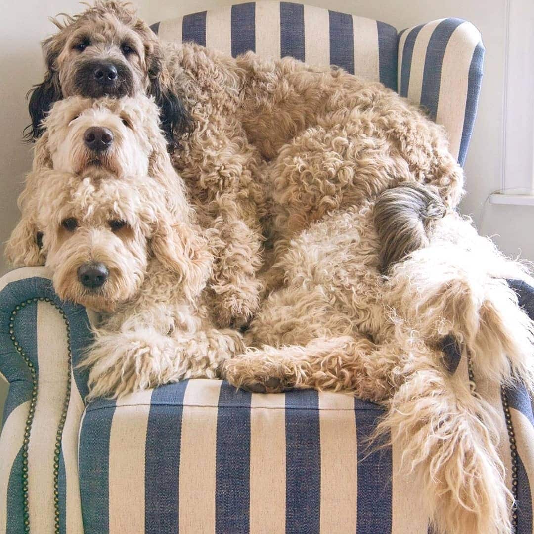 What Labradoodle Size Is Best? Mini, Medium, Standard! (2024)