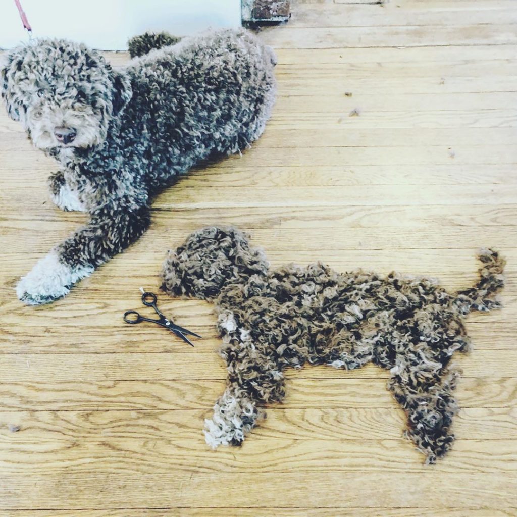 Labradoodle sheds alot of hair