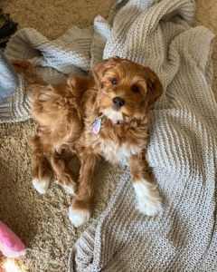 labradoodle and cocker spaniel