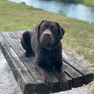 labrador retriever picture