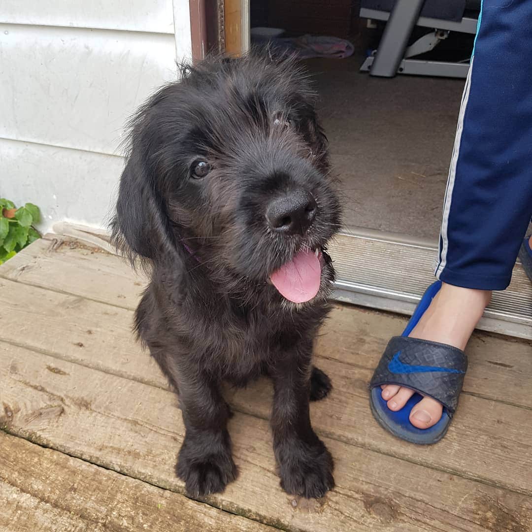 mastiff poodle mix