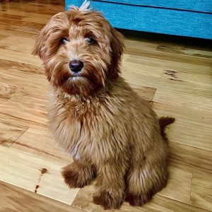 medium australian labradoodle size