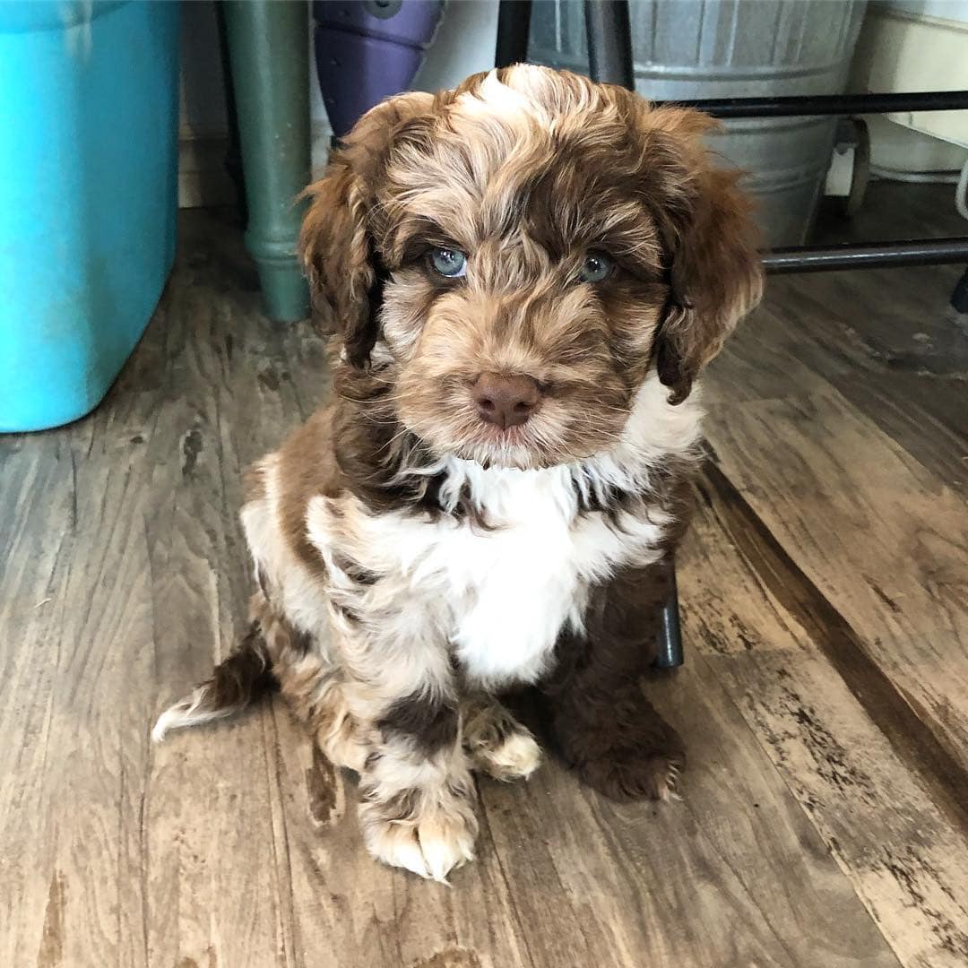 chocolate labradoodle with blue eyes