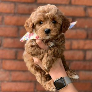 mini australian labradoodle size