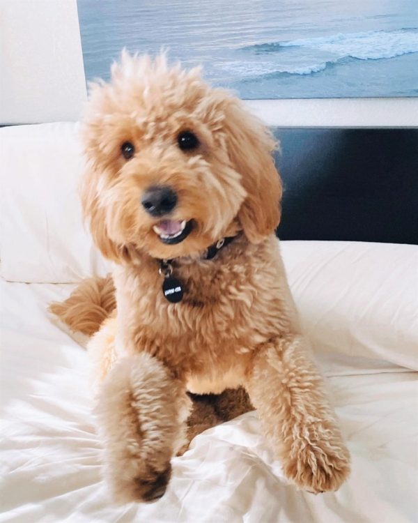 The Best Groodle Guide (Goldendoodle) - We Love Doodles