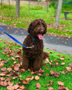 how big is a labradoodle