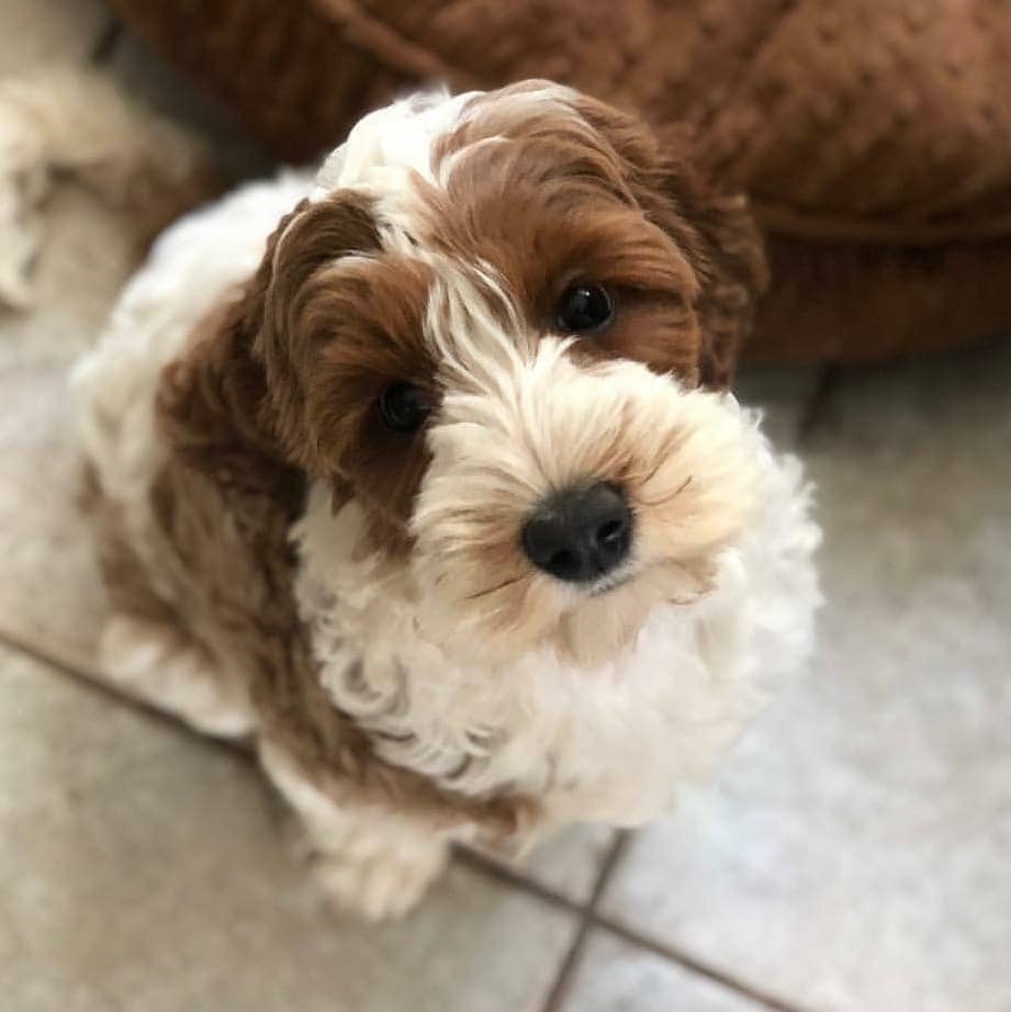 chocolate and white parti labradoodle