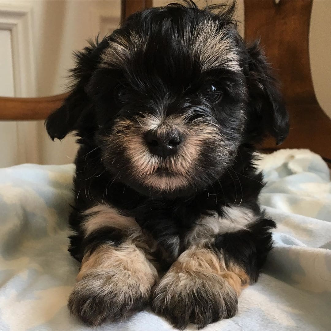 black maltipoo adult