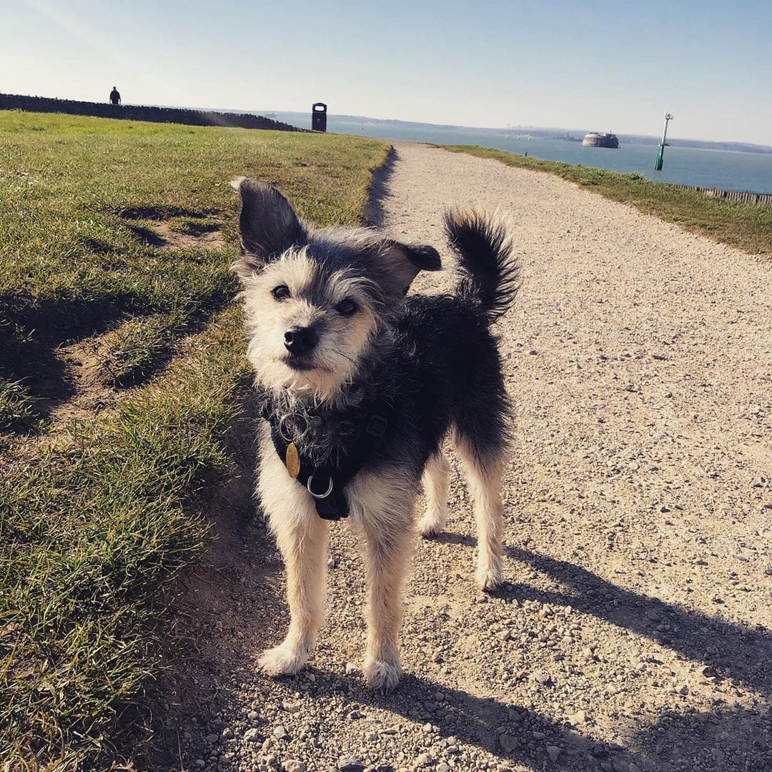 foto de mezcla de caniche jack russell