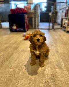 red australian labradoodle picture