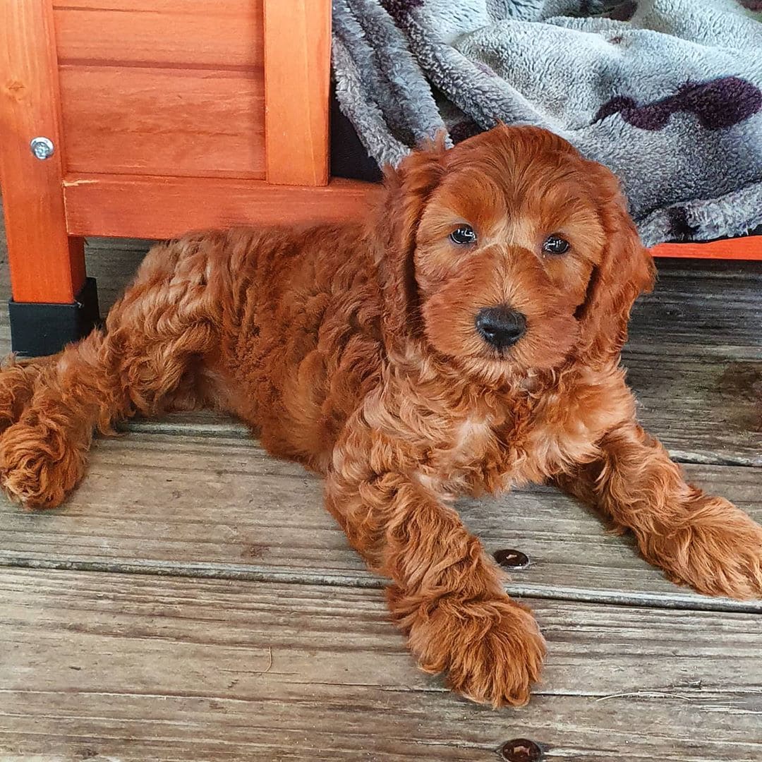 couleur Labradoodle rouge