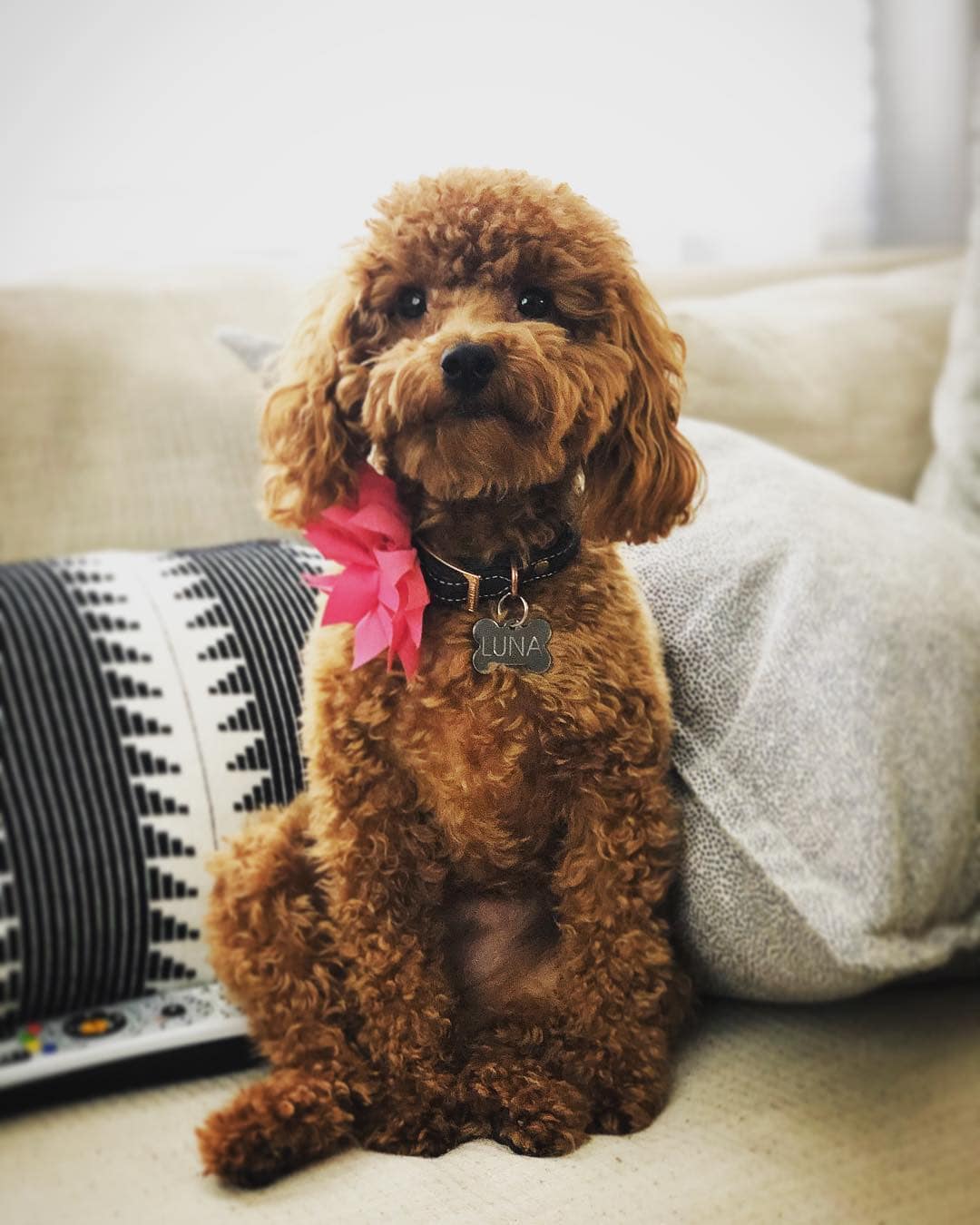 maltipoo toy poodle