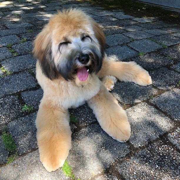 foto de labradoodle Sable