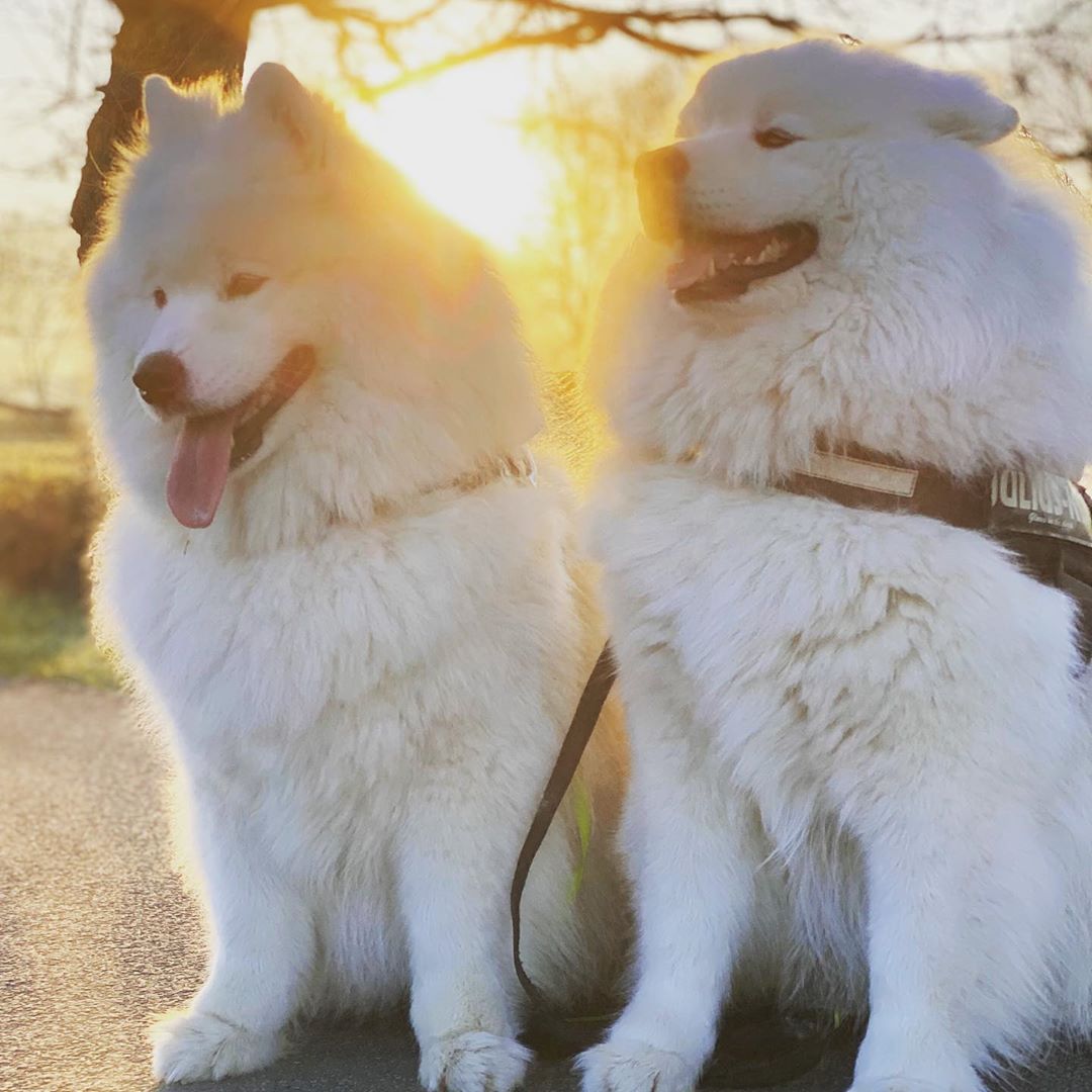 samoyed cross poodle