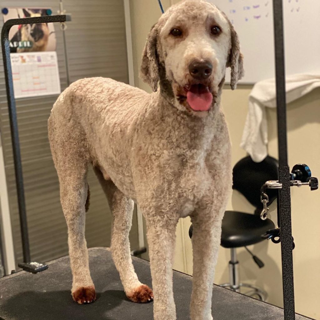 The Shaved Labradoodle (2024) A Great Grooming Style! We Love Doodles