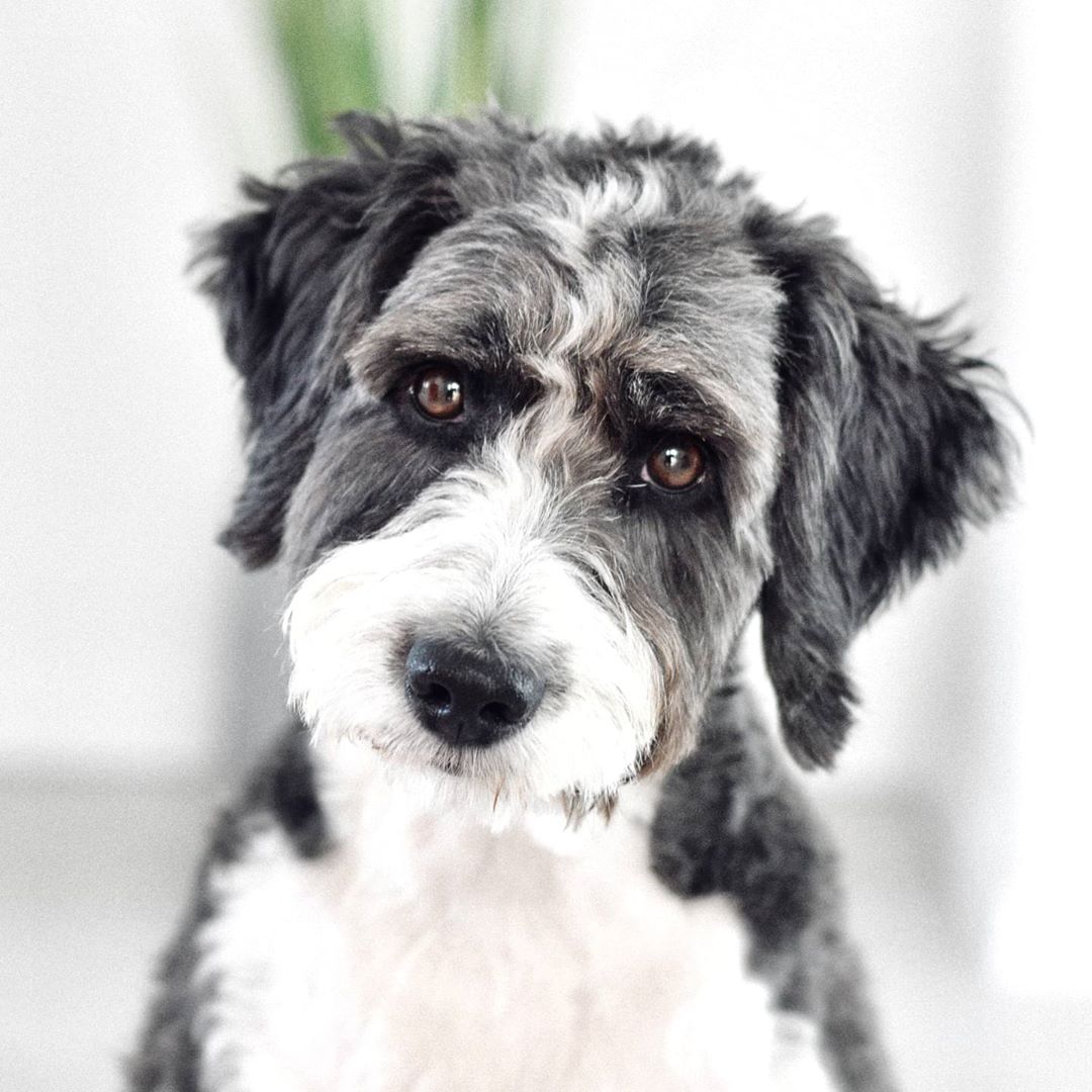 Aussiepoo Guide The Aussiedoodle Dog Explained We Love Doodles