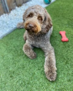 standard australian labradoodle size