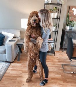 small standard goldendoodle