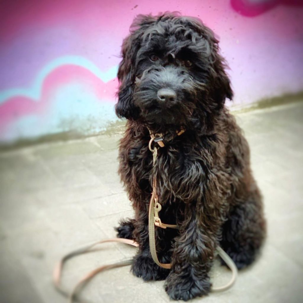 Spoodle Dog Breed - Everything you need to know! - We Love Doodles