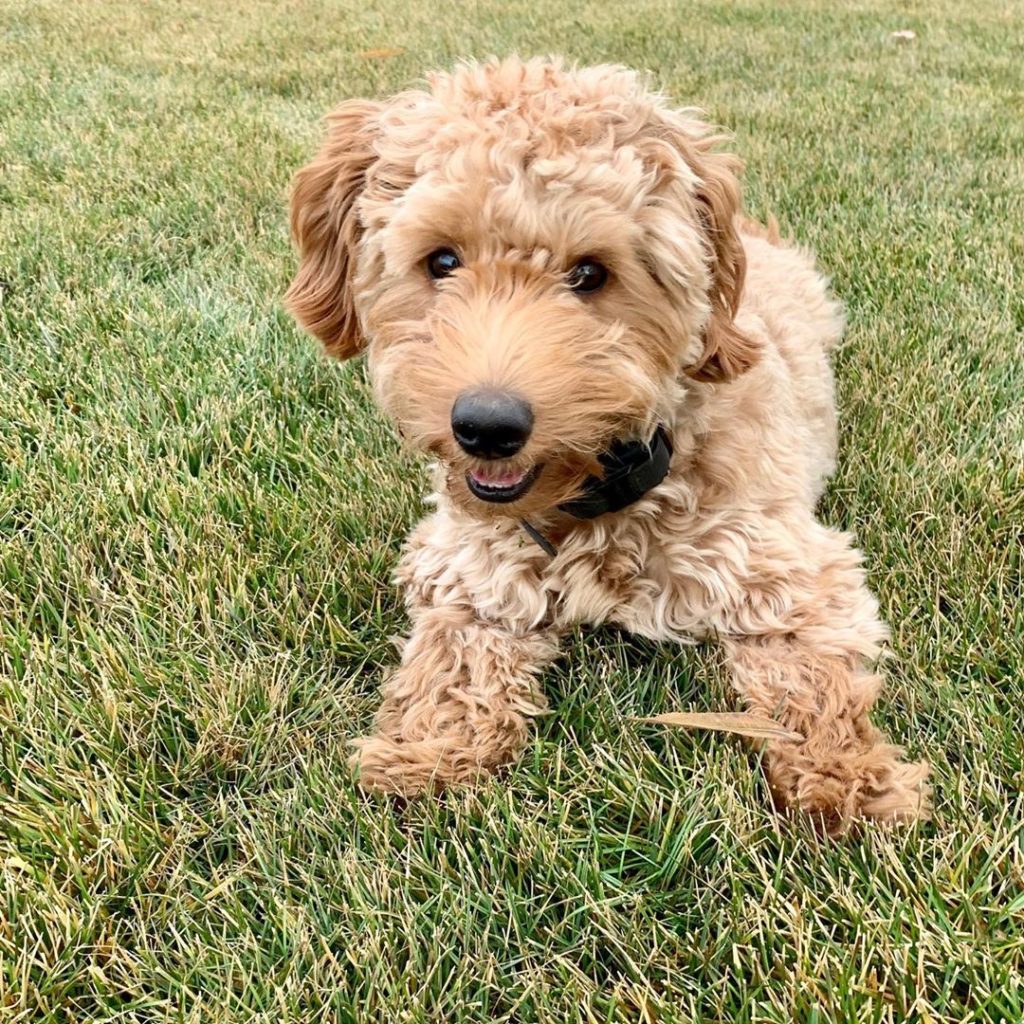 What Labradoodle Size Is Best? Mini, Medium, Standard! (2024)