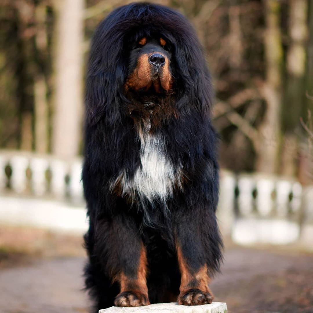 mastiff poodle mix