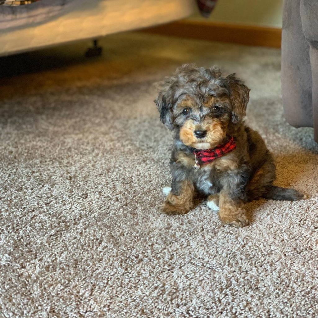 Aussiepoo Guide The Aussiedoodle Dog Explained! (2024) We Love Doodles