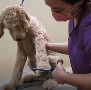 trimming labradoodle paws