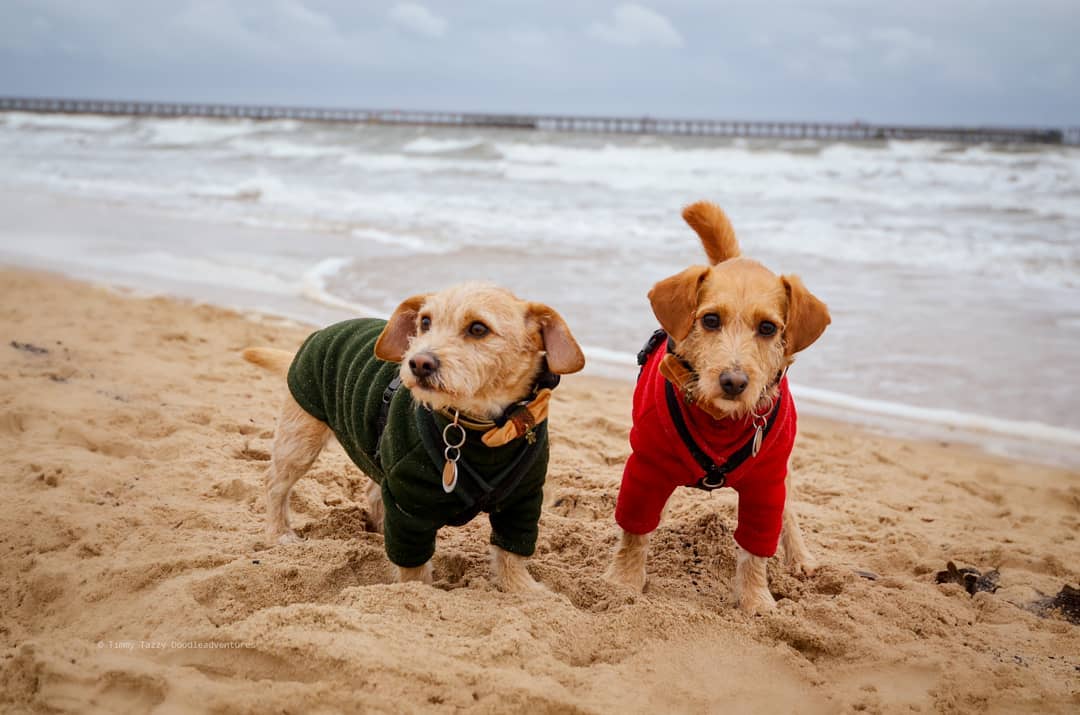 dos fotos de perros jackapoo