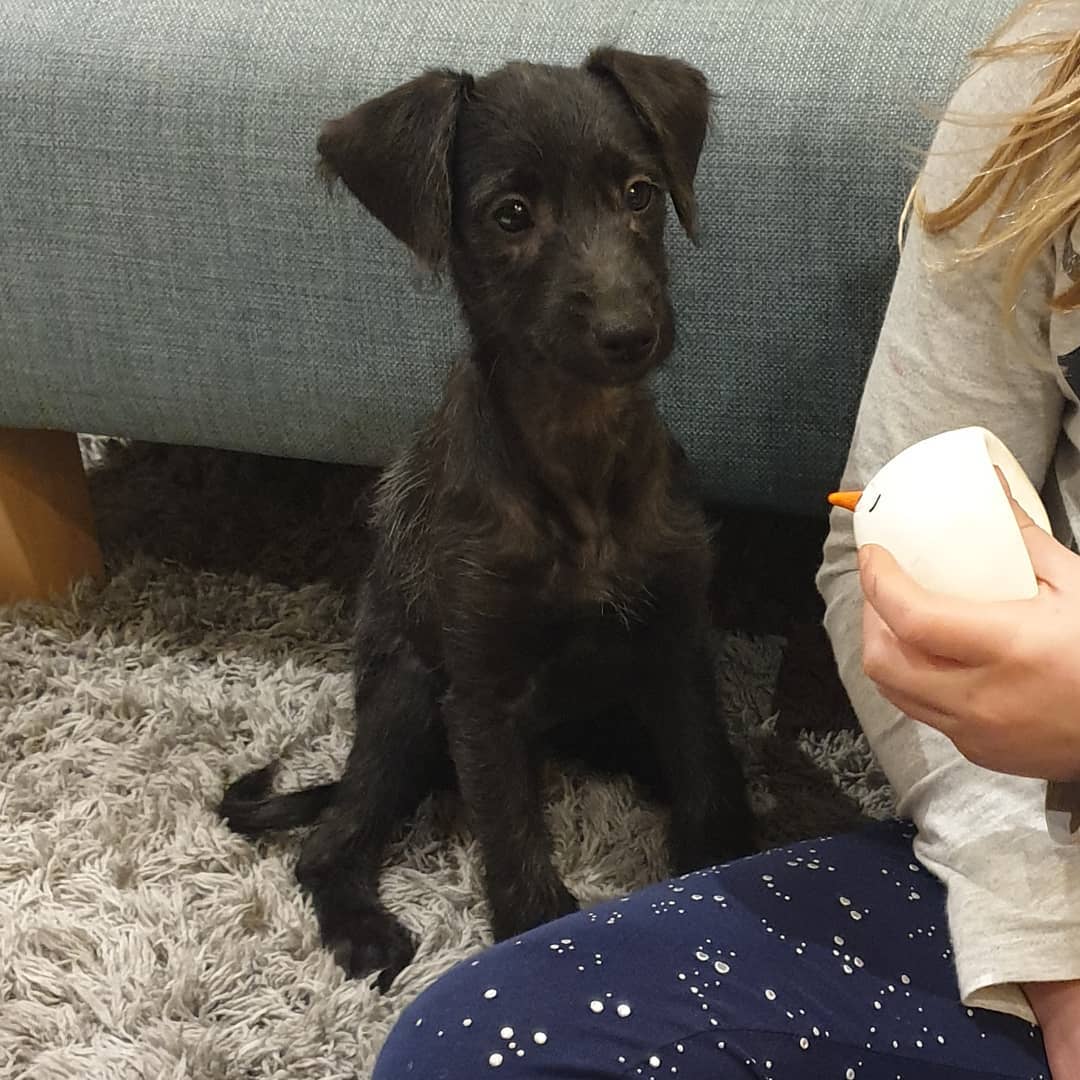 poodle whippet cross puppies