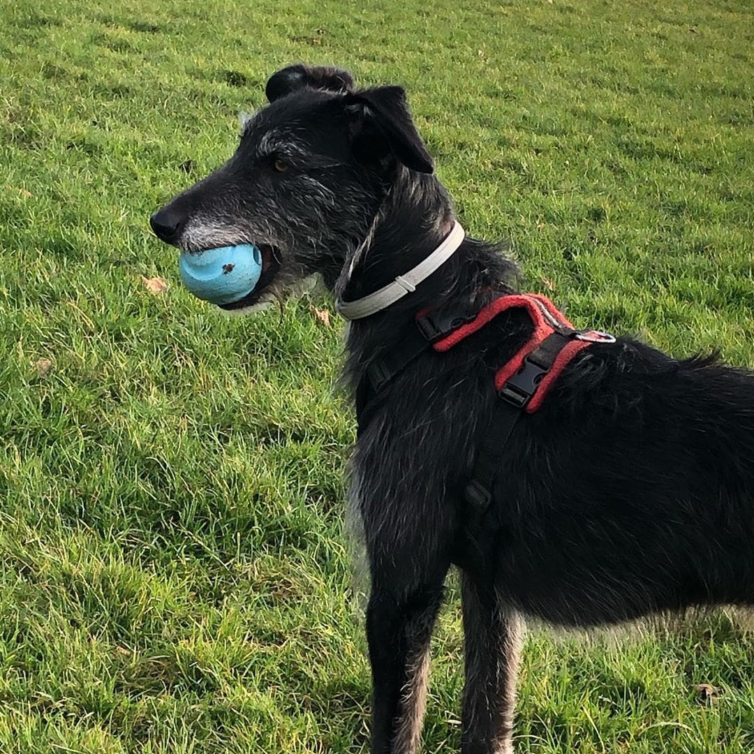 Whippet cross best sale miniature poodle